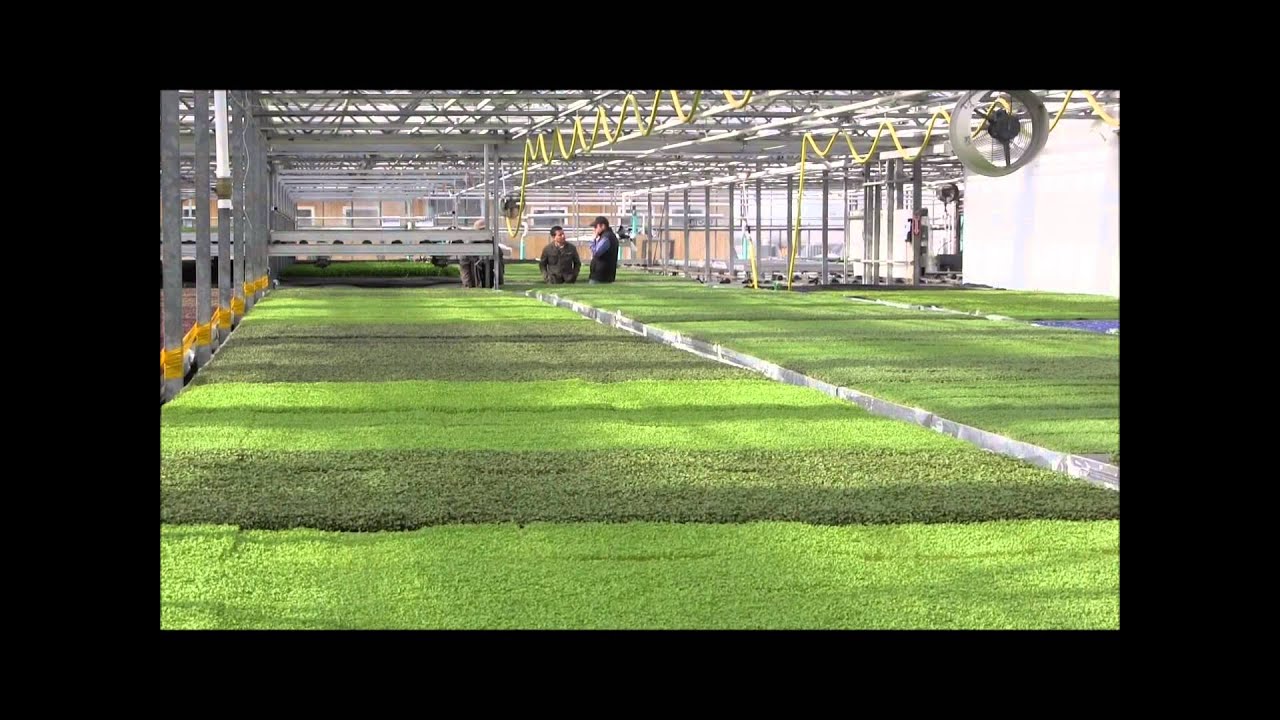 They're Small but Mighty: Microgreens