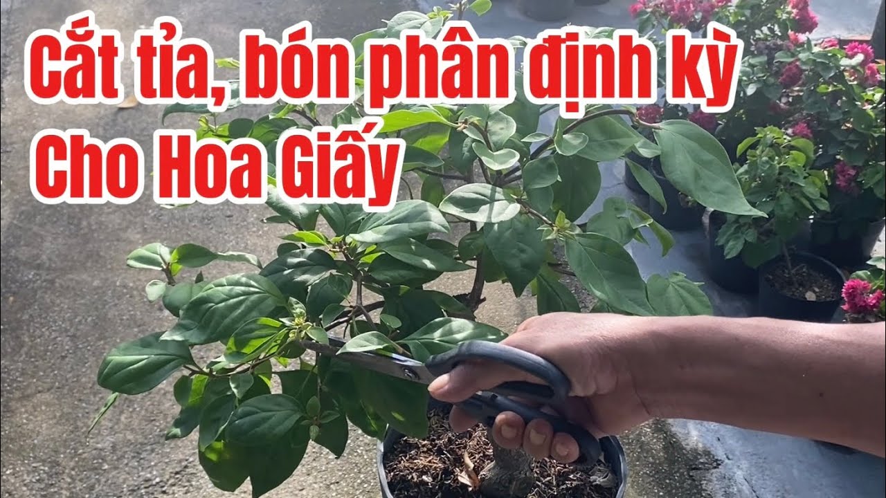 Cách cắt tỉa, bón phân định kỳ cho hoa giấy 
