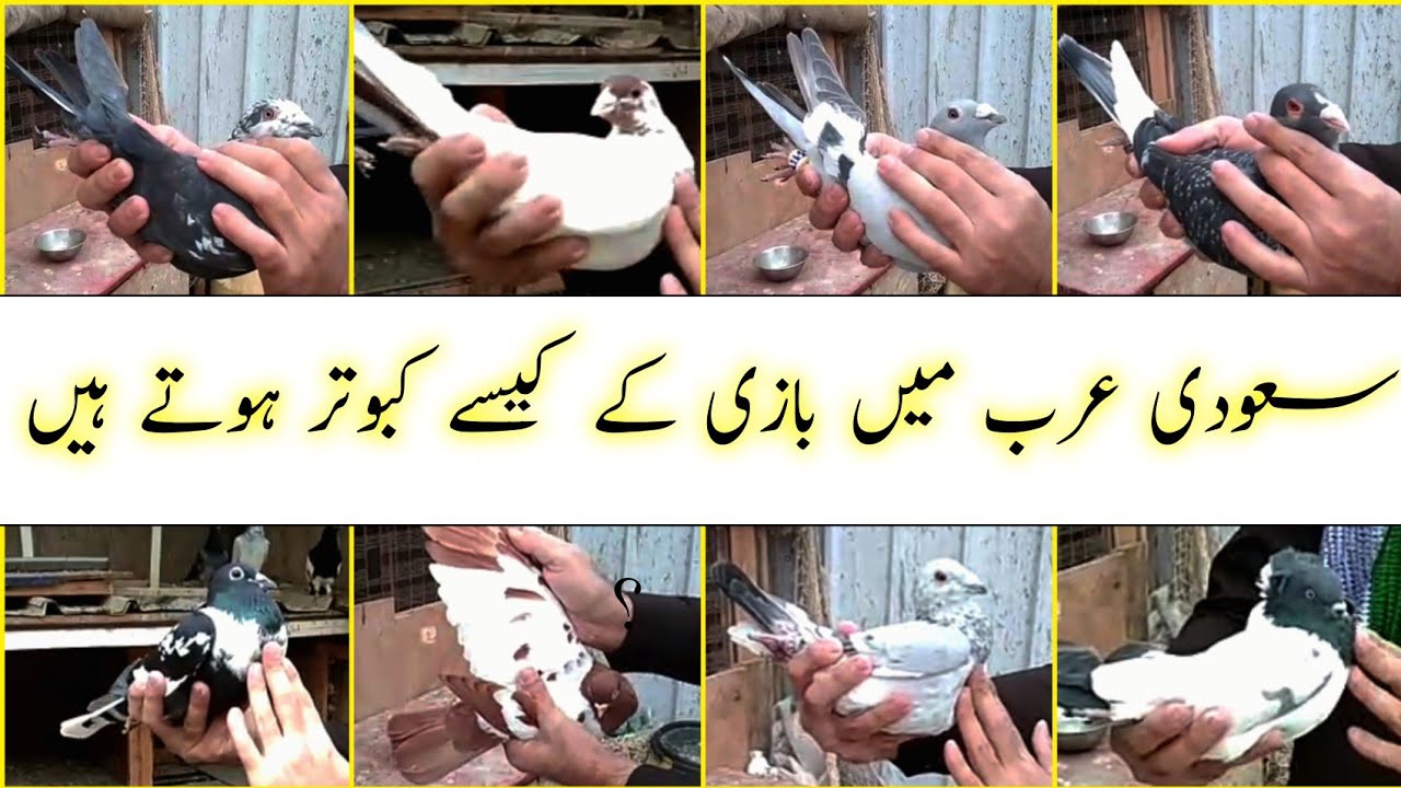 Saudi Arab ma Bazi ky Kesa Kabootar hota hain? - Badshahi Shoq