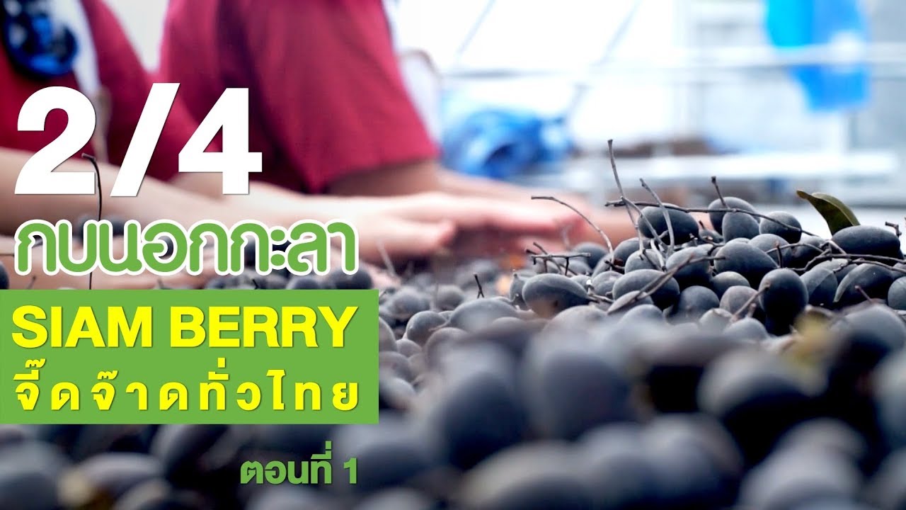 กบนอกกะลา : SIAM BERRY จี๊ดจ๊าดทั่วไทย (1) ช่วงที่ 2/4 (15 ก.พ.61)