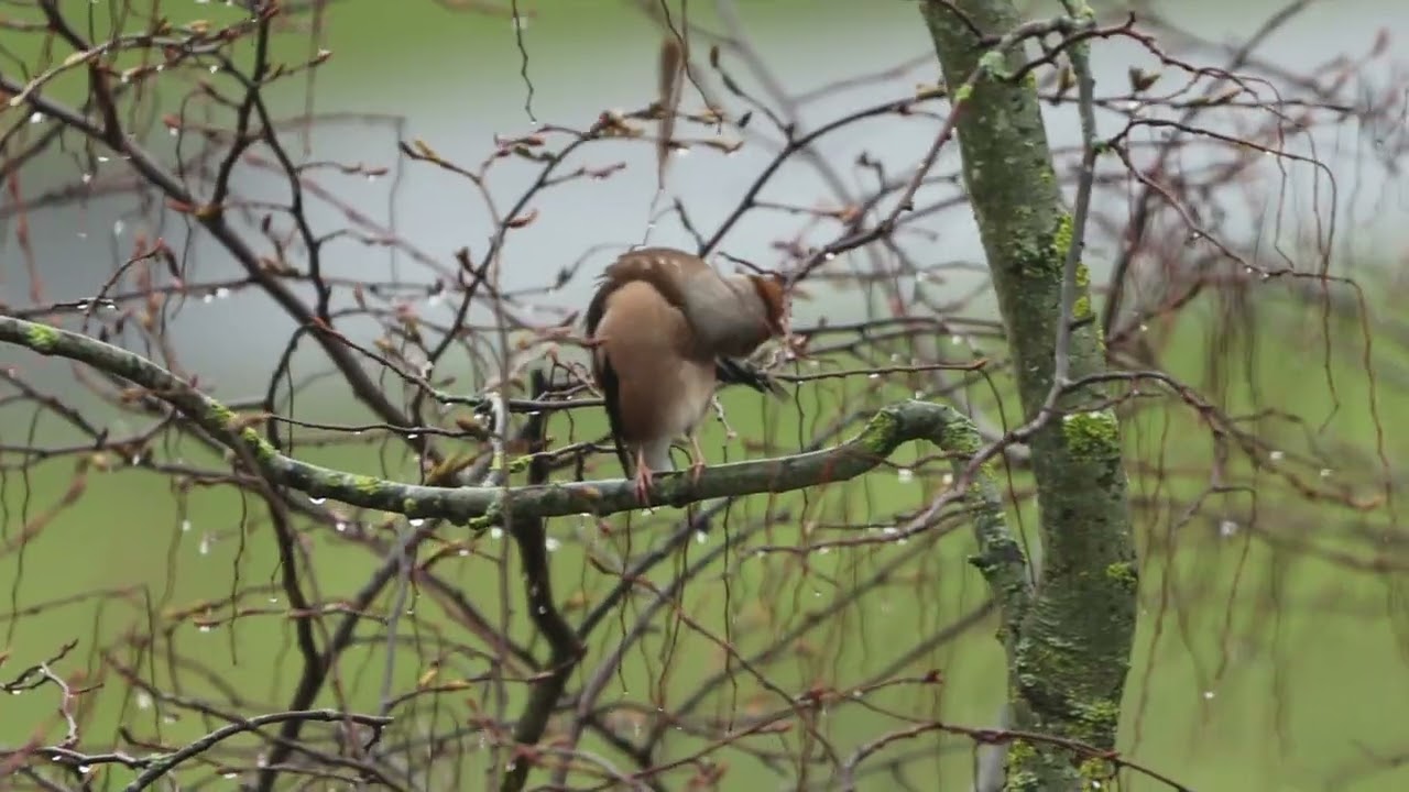 Appelvink poetsend 22 febr