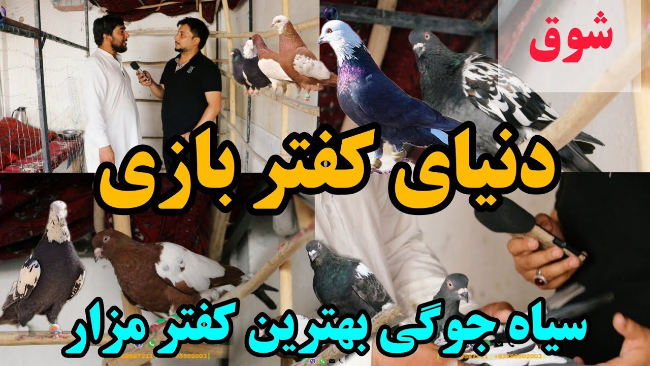 شوق | کفتر های آصف مزار شوقی باید هیل باشد نه جیل - Pigeons world game