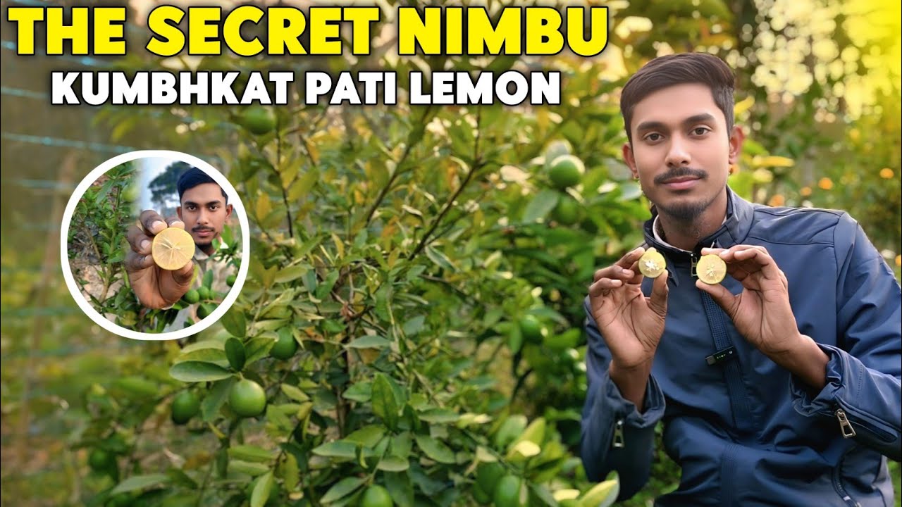 Kumbhkat Pati Lemon | kumbhkat Nimbu Farming | Baramasi nimbu farming 