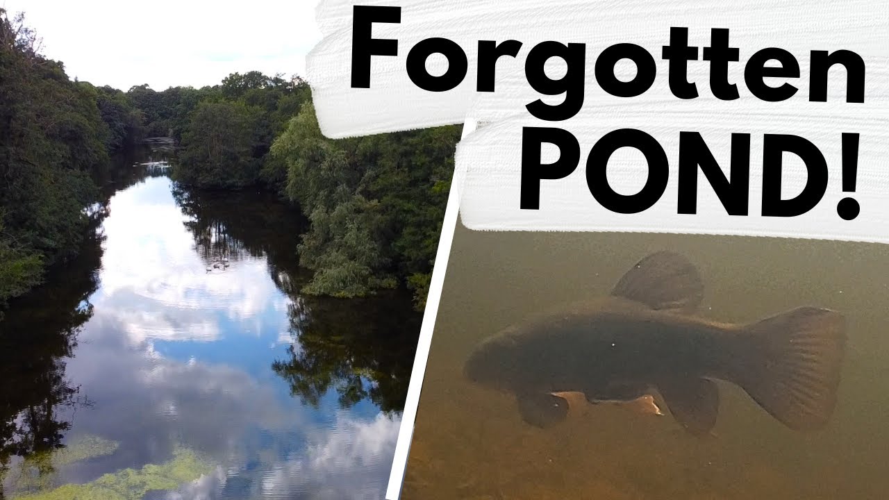 I Cant Believe the UNDERWATER WILDLIFE I found at the Forgotten POND!