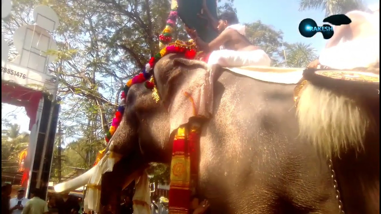 തെച്ചിക്കോട്ടുകാവ് രാമചന്ദ്രൻ പന്തല്ലൂർ പൂരത്തിന് വന്നപ്പോൾ 