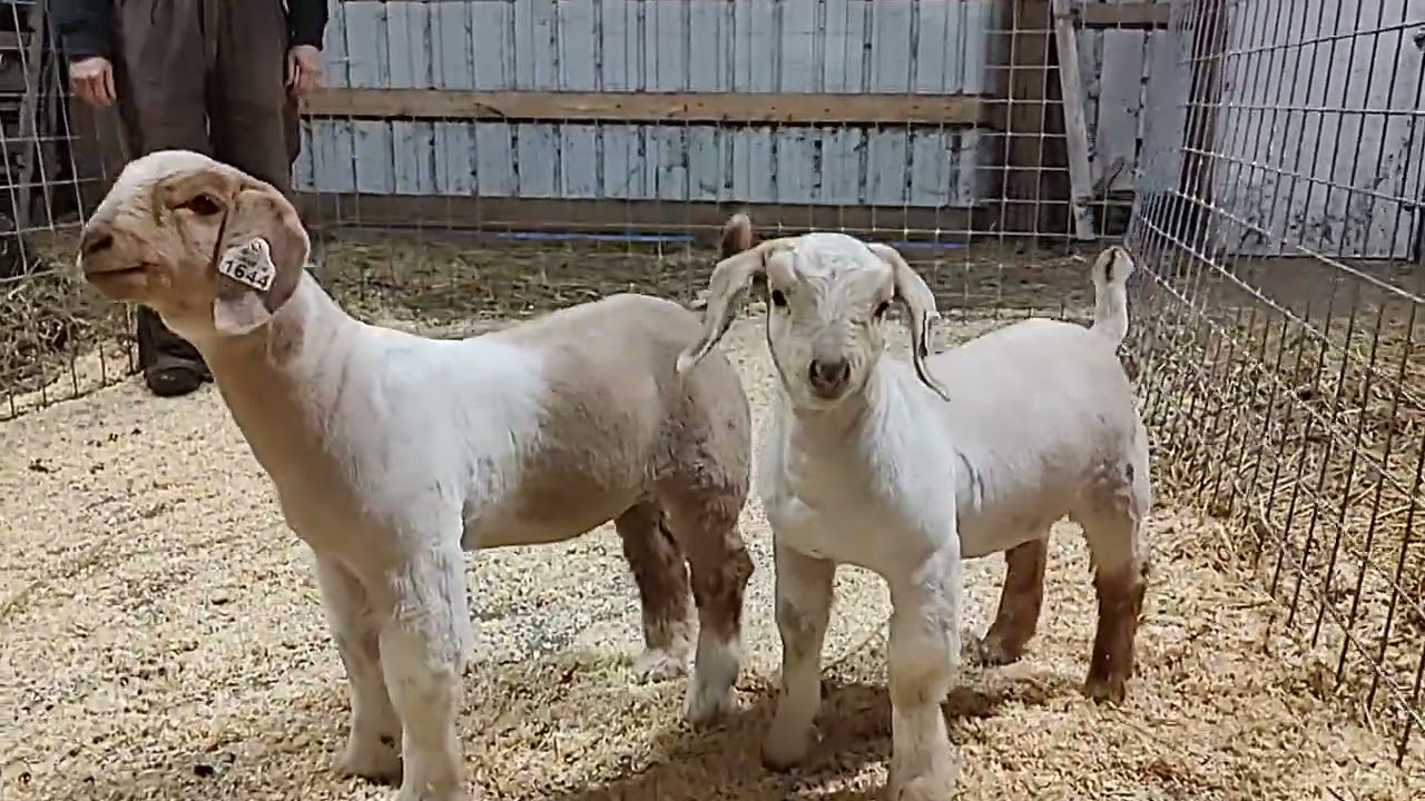 Rumsey Farms 1644 and 1643 lot 1 and 2