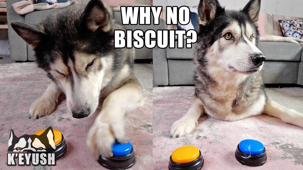 Husky Uses Button To Say I LOVE YOU! Keeps Pressing it For Belly Rubs!