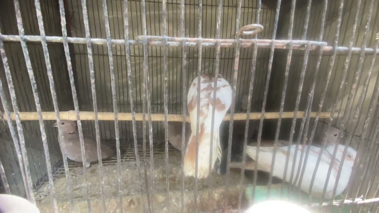 Doves say. “Hahahahaha”.