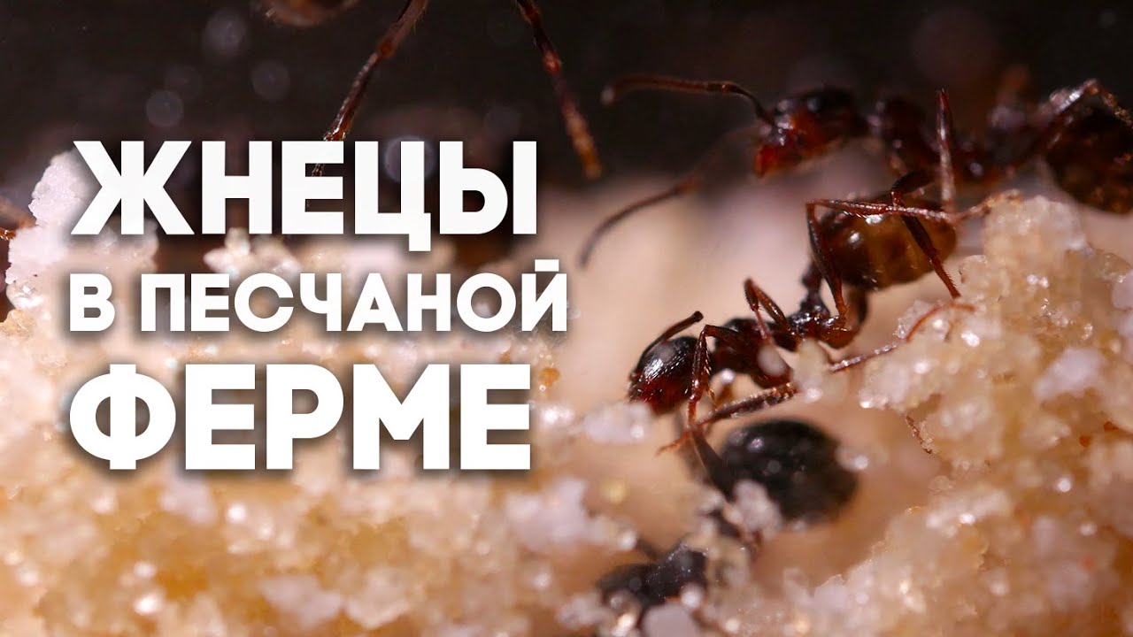 ЖНЕЦЫ В ПЕСЧАНОЙ МУРАВЬИНОЙ ФЕРМЕ! НОВАЯ БОЛЬШАЯ КОЛОНИЯ Messor structor \\ Димон и пумба