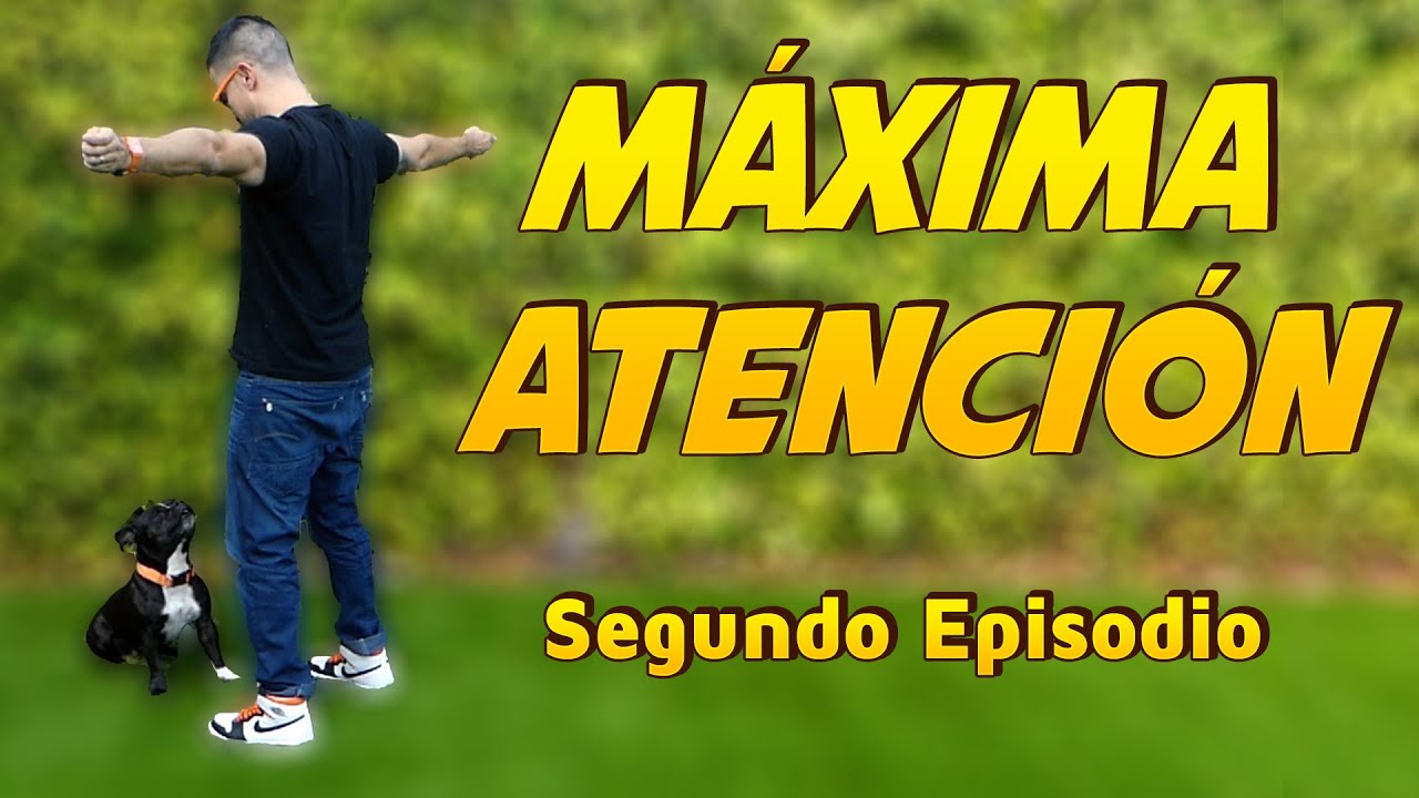 Empieza a Adiestrar a tu Perro 🐶 🤓 | Entrenamiento de FOCUS EP:2 📝