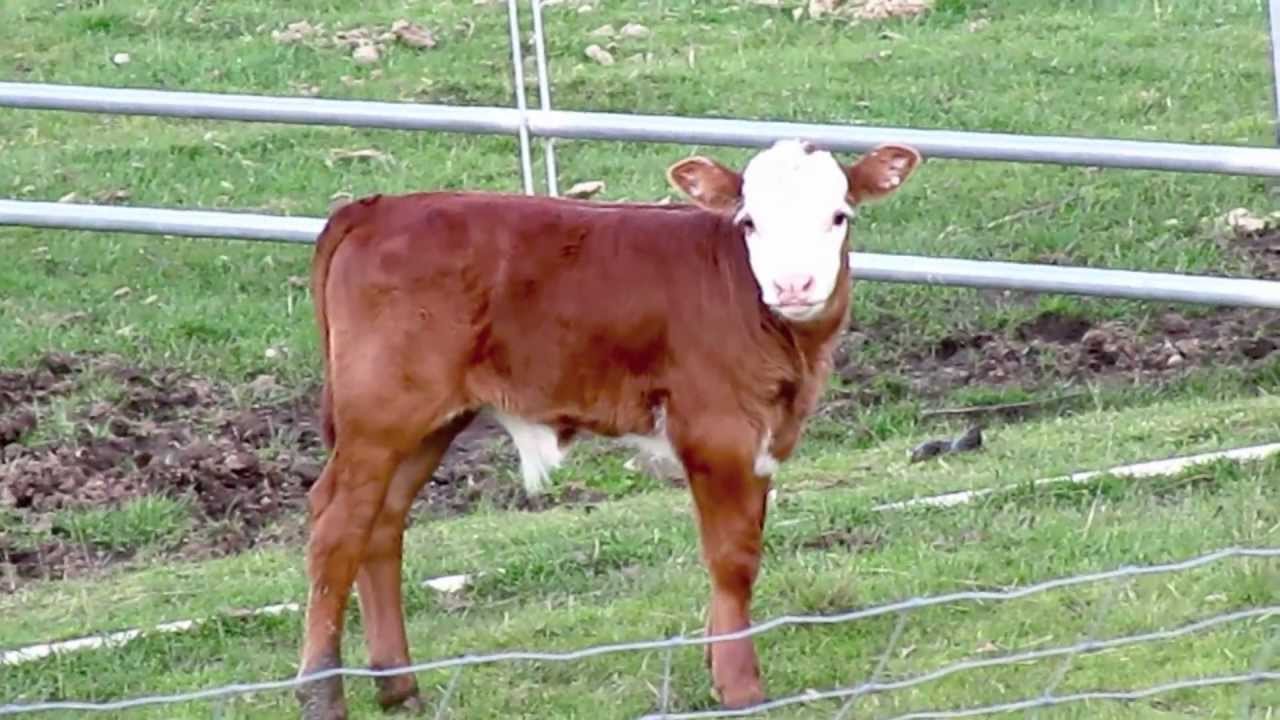 ✿ The Story of a Calf ✿ DUFUS the Baby Bull ✿ pt 3 ✿ ❝SOMEONE PLEASE FEED ME !❞ ✿