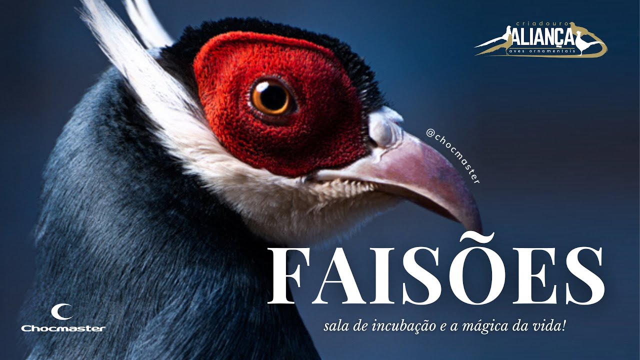 COMO CRIAR FAISÃO- SEGREDOS REVELADOS