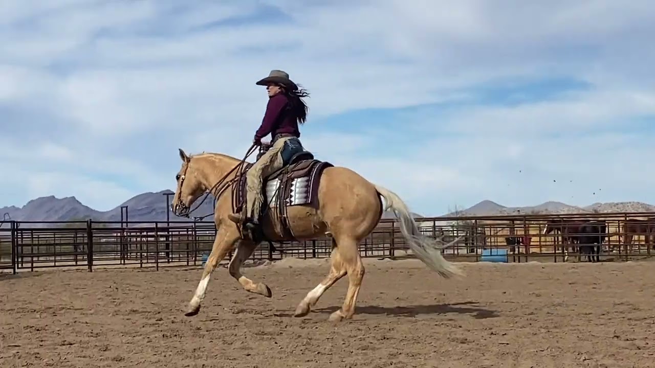 Wimpys Colonel Spunk J Arrow Livestock Cowgirl Cadillacs 2024