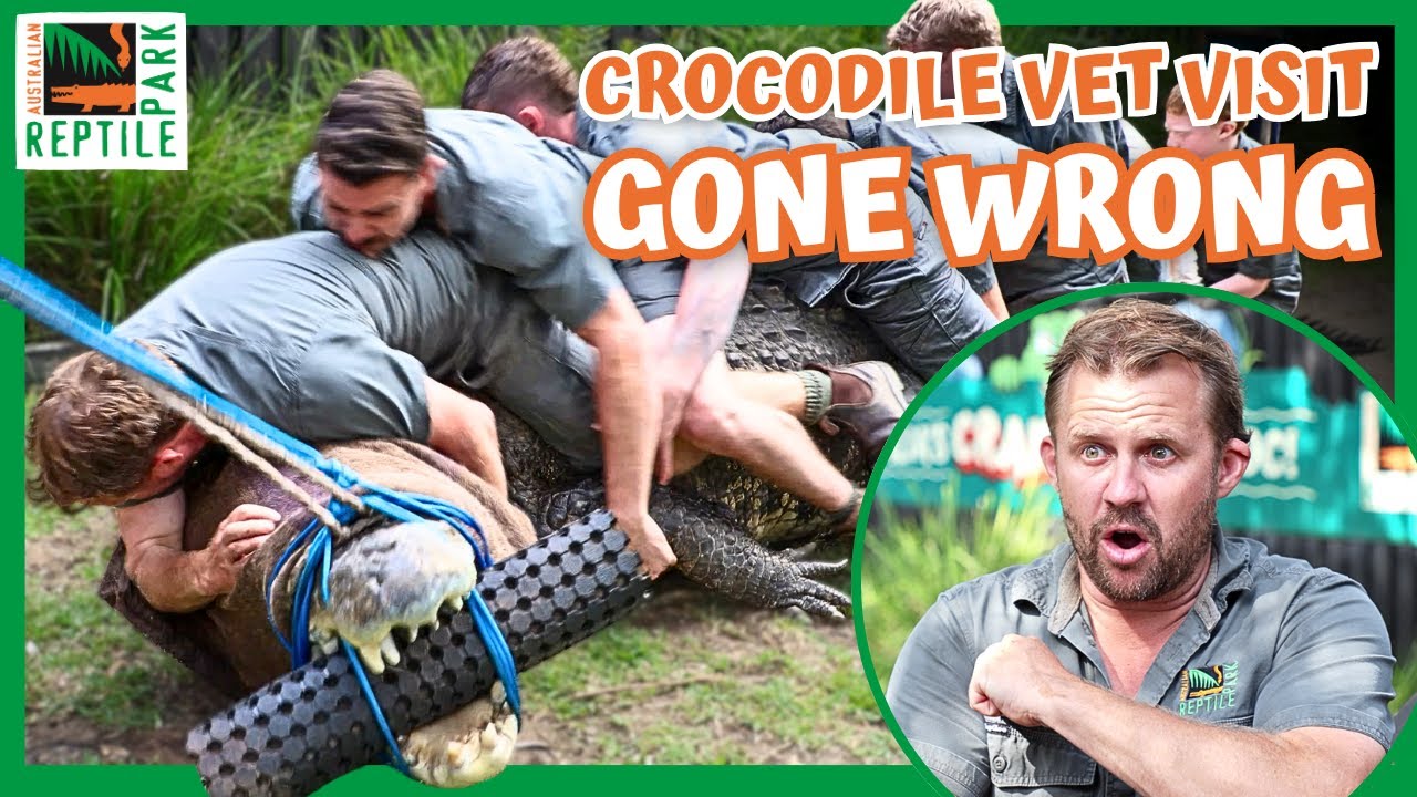 Zookeeper Hit In The Head As CROCODILE Thrashes Out Of Control! | Australian Reptile Park
