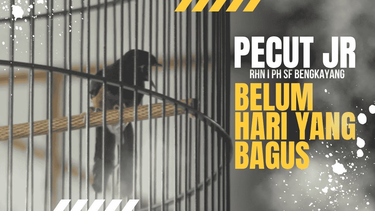 BUKAN HARI YANG BAGUS UNTUK MURAI BATU PECUT JR I RHN PH SF BENGKAYANG