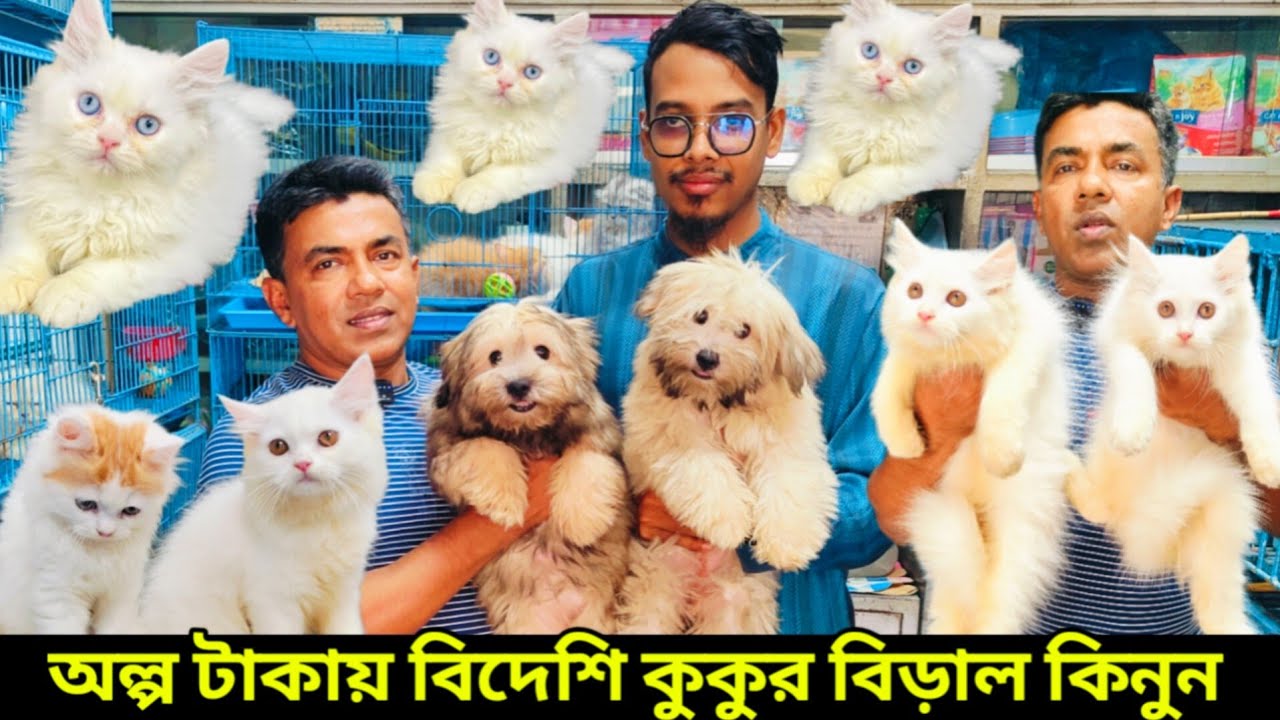 Dog price in Bangladesh | Katabon Animal market in Bangladesh | Persian Cat price in Bangladesh #pet