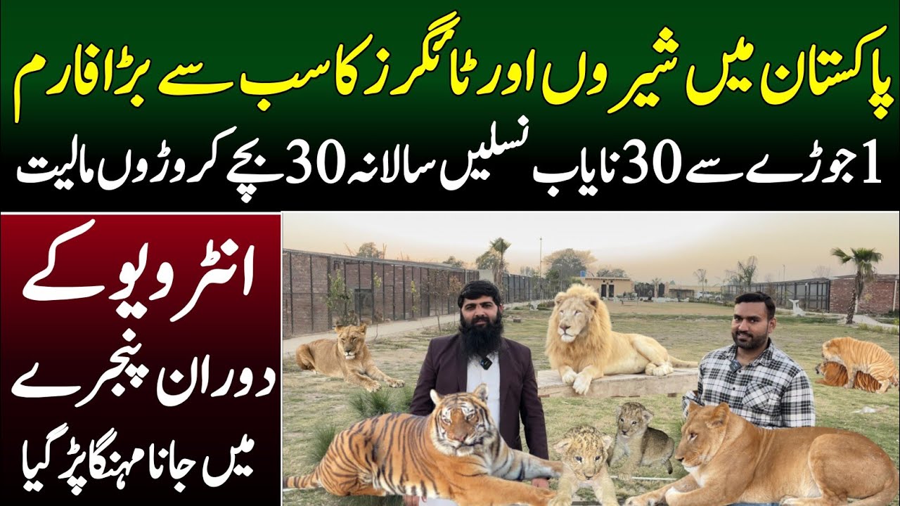Biggest Lion Farm in lahore Pakistan