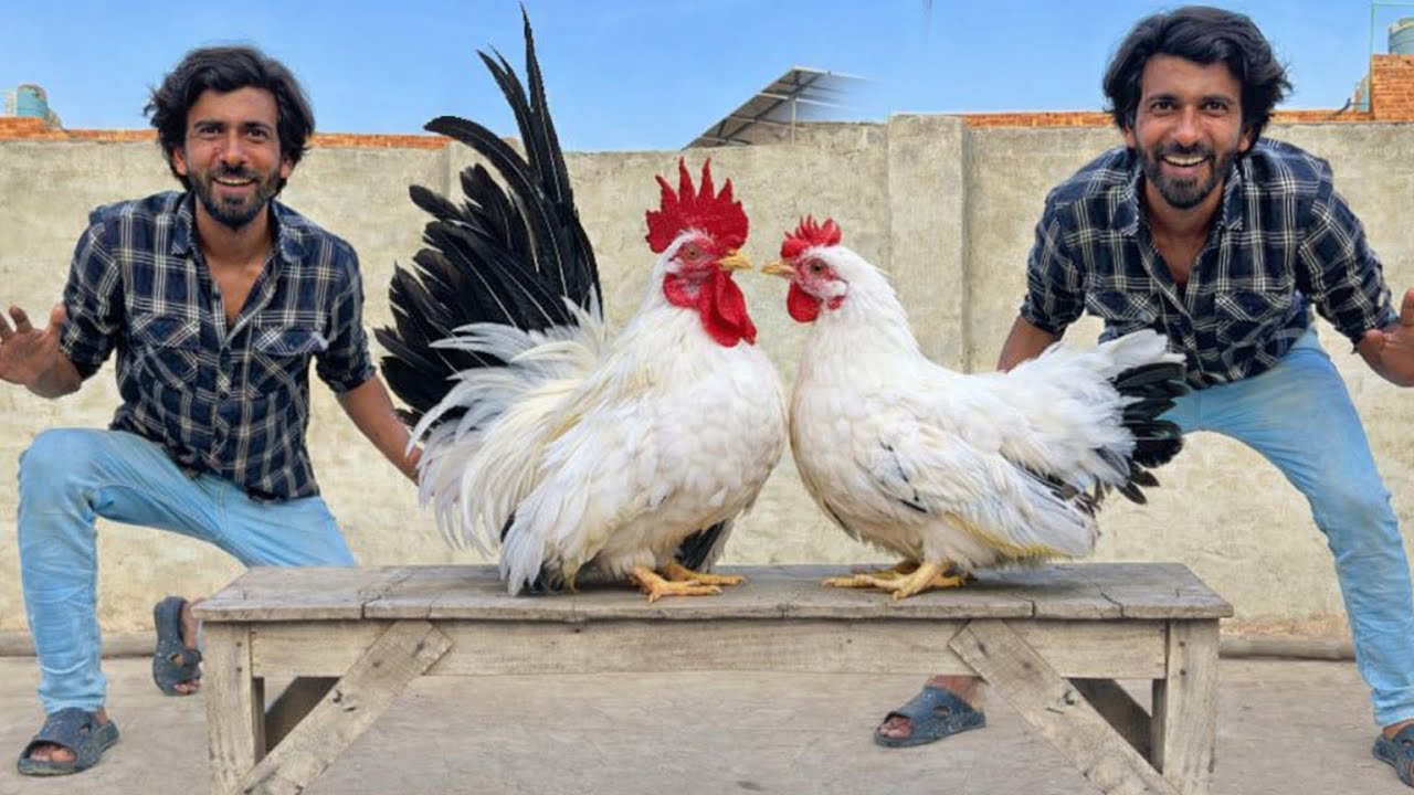 Japense BlackTail Ki Bivi Agye 🥳 