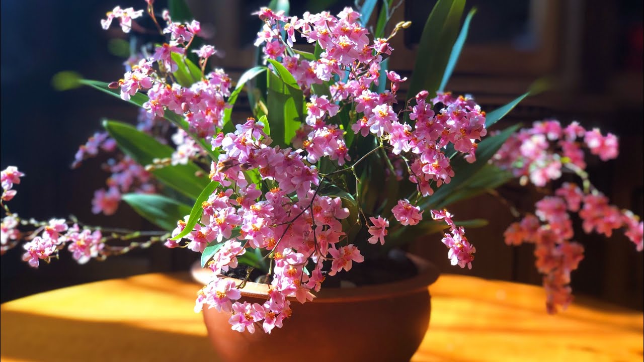 ЦВЕТЕНИЕ ОРХИДЕИ Oncidium Tsiku Marguerite 'Dragon#1' и немного об уходе.