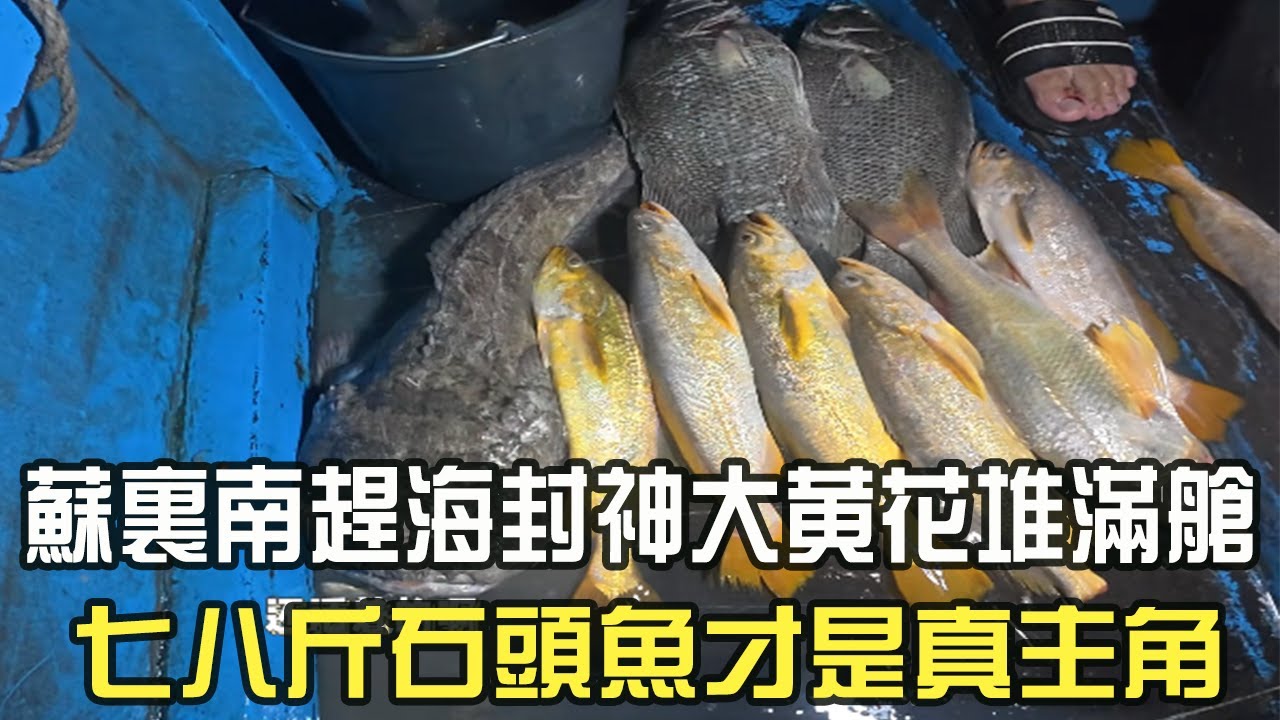 蘇裏南趕海封神大黃花堆滿艙，七八斤石頭魚才是真主角#阿牛愛捕魚 #蘇裏南 #趕海 #捕魚 #網魚