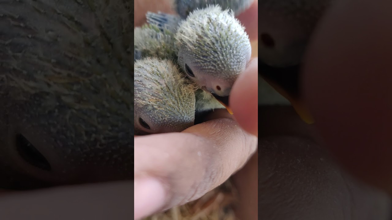 15days African Love Birds chicks.. Trying for hand tamed