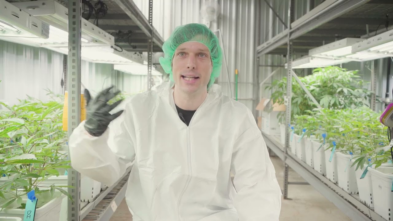 Cannabis Growing Spotlight From Head of Cultivation