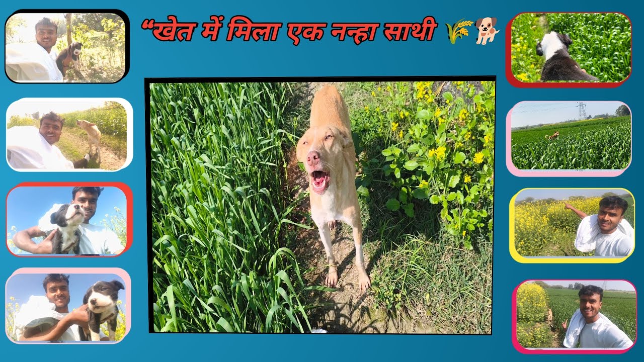 “अकेले सफ़र में अचानक मिला ये साथी 🐶”