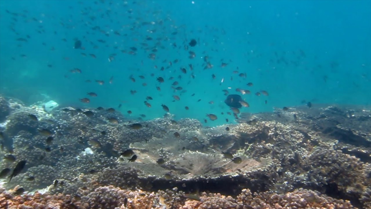 Diving in Khorfakkan - UAE East Coast