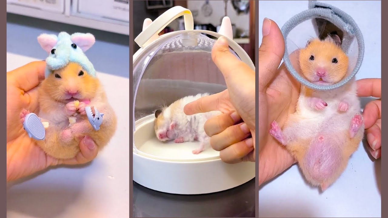 Funny and Cute Hamster Compilation - Funniest Hamsters Of All Time 2022