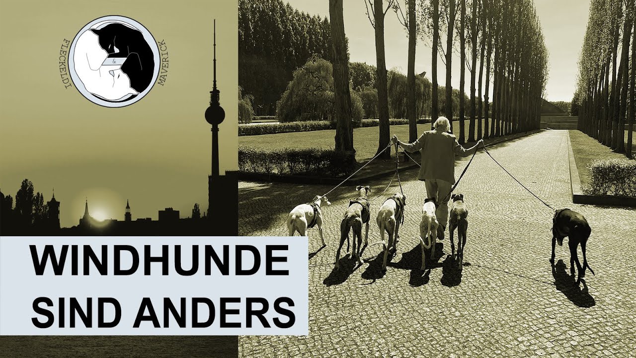 Windhunde sind anders