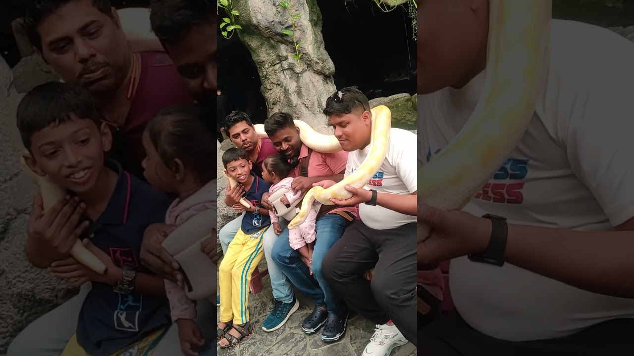 Original snake,Thailand,Odia trending song,more bela 2.0#youtubeshorts #ytshorts #shorts