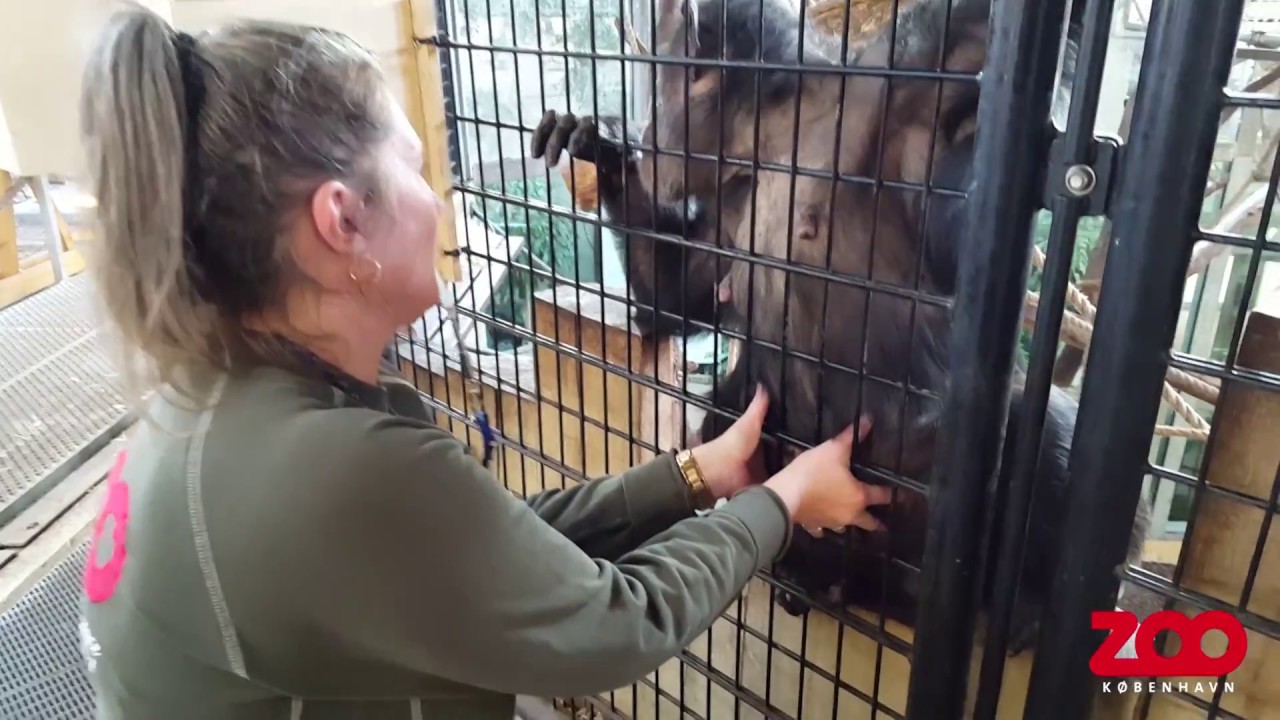 Chimpanse f&aring;r tjekket dr&aelig;gtig mave | Copenhagen Zoo
