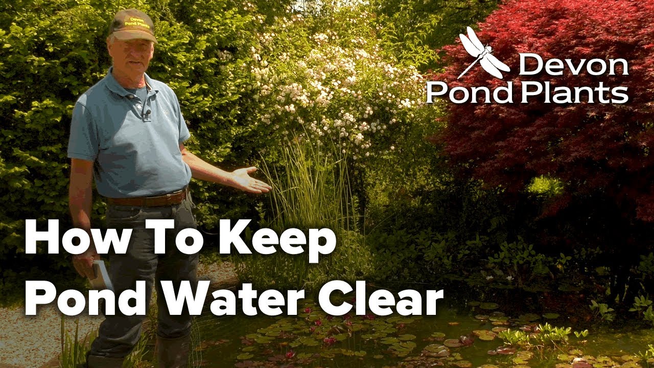 How To Keep Pond Water Clear