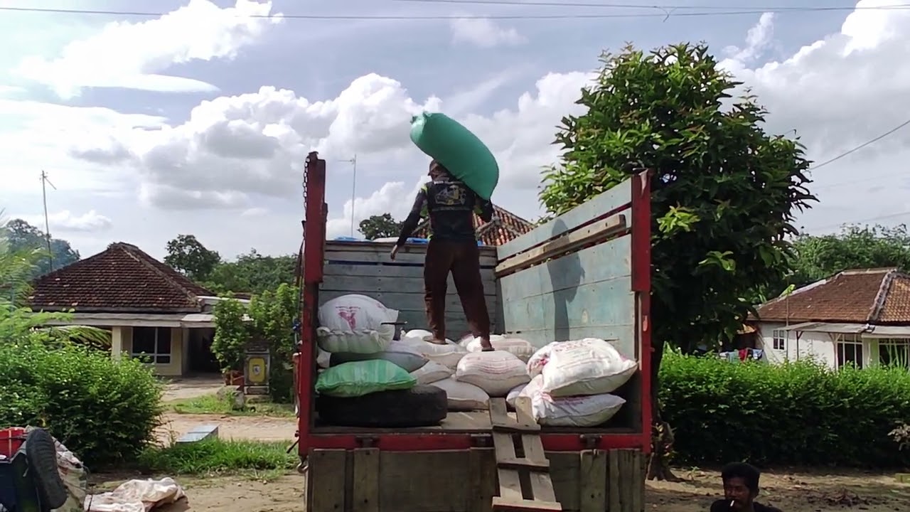 GILING JAGUNG DI SUMBER AGUNG BLOK SUROBOYO