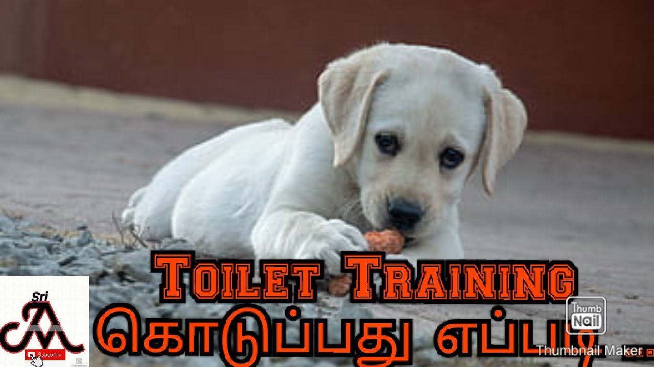 Toilet training for dogs | tamil | jayam ideas | jayam pets | minpin puppy for sale