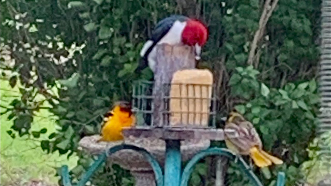 How I make CHEAP bird feed