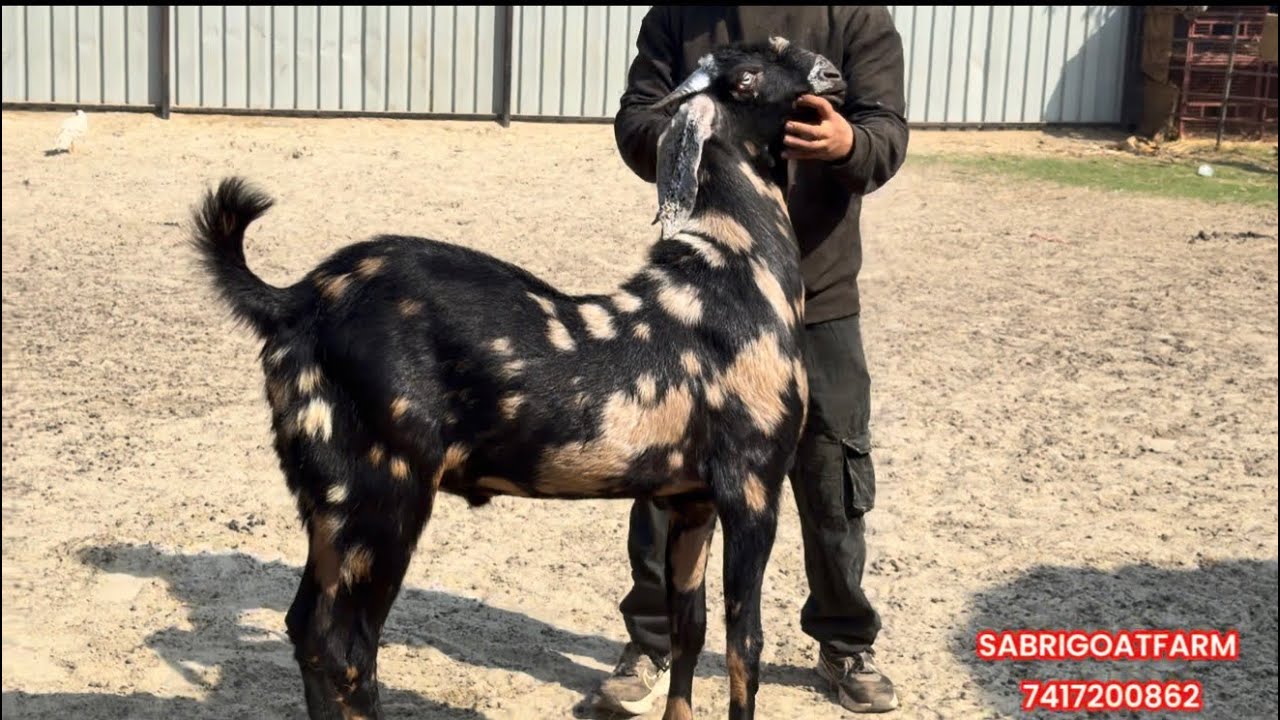 SABRIGOATFARM DAILY VLOG| SUNDAY VALE KE DIN KA VLOG AAJ UPLOAD HUA 