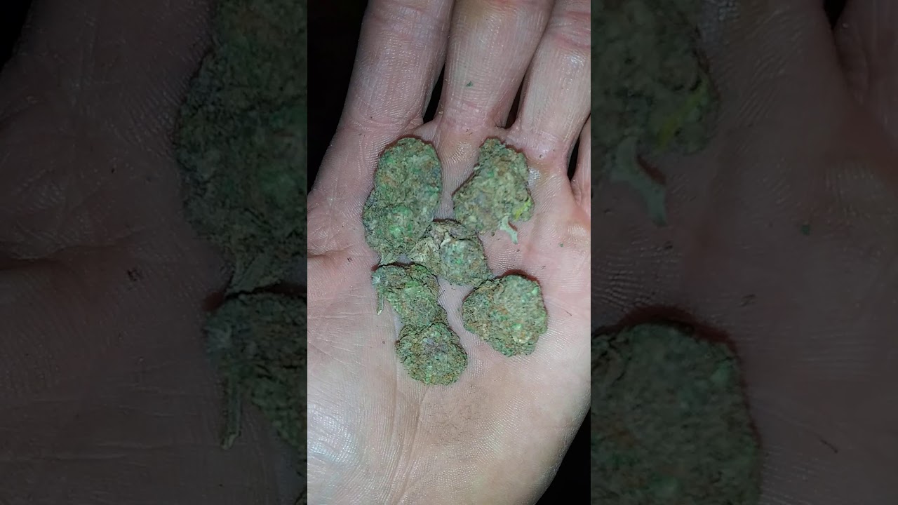 Some loud ass gas. JOKES UP! RUNTZ.. #Runtz #stonershit #firebuds #runtzbyjokesup #jokesup