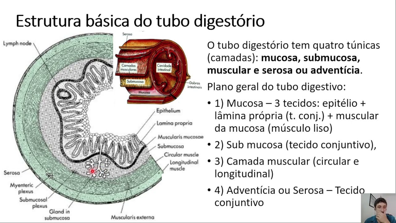 Histologia Completa Sistema digestorio - parte 2 -  tubo digestorio