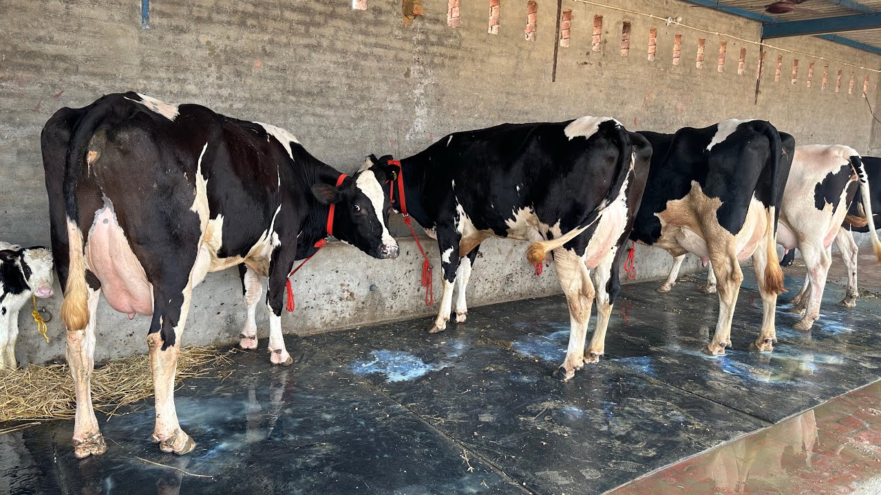 98141-66095,  40 ਪਲਸ ਵਾਲੀਆਂ ਪੰਚ ਐਚ ਐਫ ਗਾਵਾਂ ਸੇਲ ਏਰੀਆ ਭਗਤਾ ਬਠਿੰਡਾ