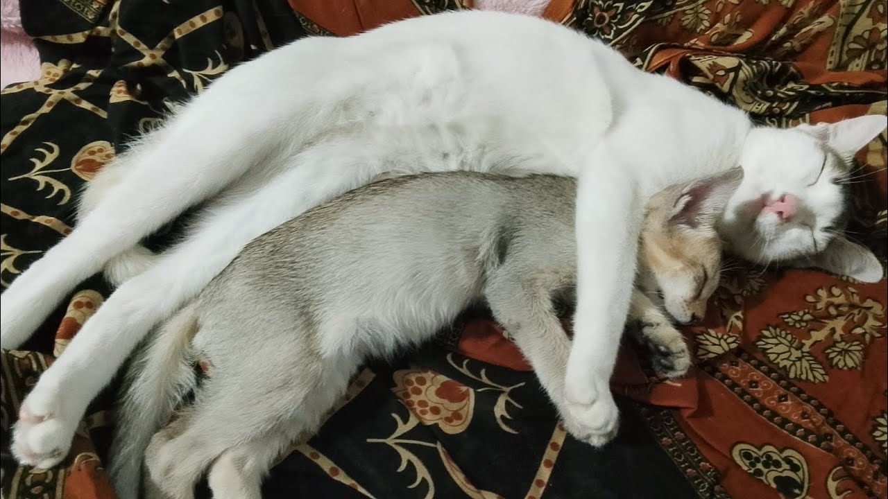 #vlogger #cat #catvideos 