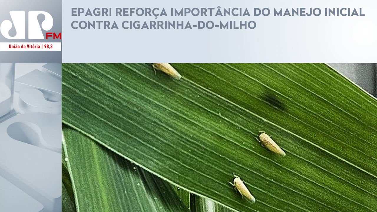 EPAGRI REFORÇA IMPORTÂNCIA DO MANEJO INICIAL CONTRA CIGARRINHA-DO-MILHO