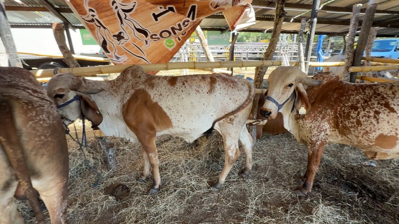 Novillas gyr preñadas en sonsonate,,en la feria ganadera 