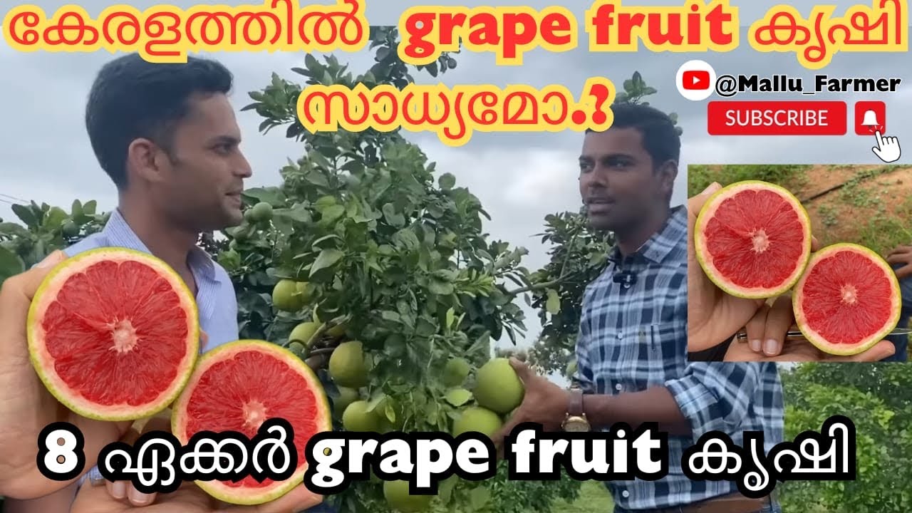Grape fruit കൃഷി, 8 ഏക്കർ സ്ഥലത്ത്