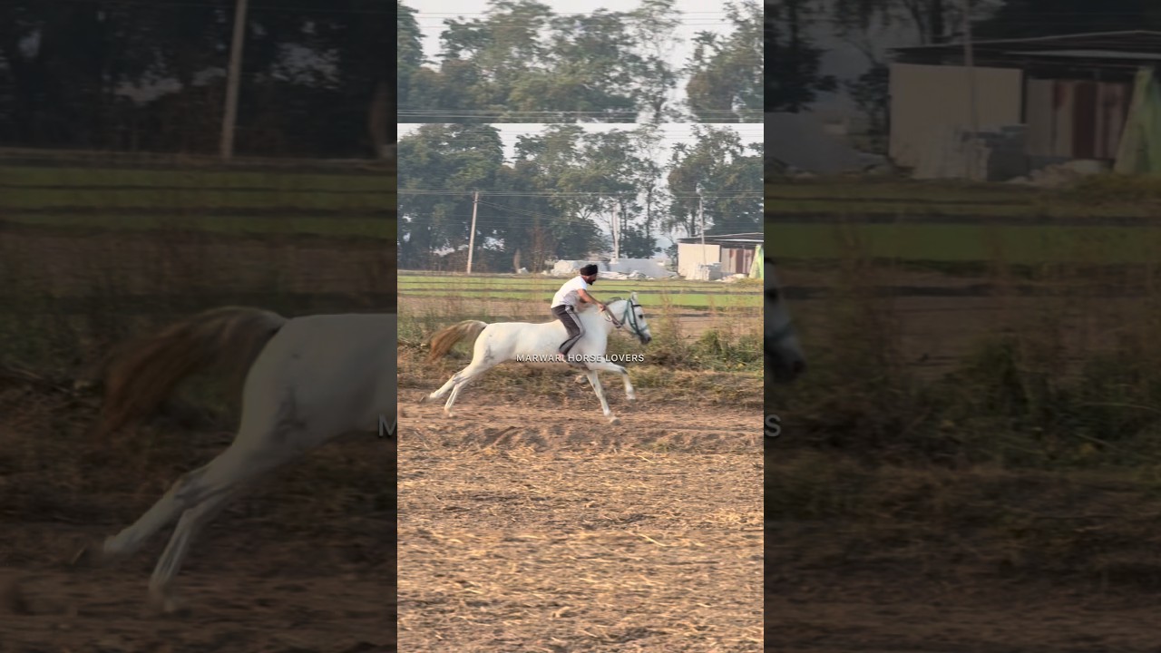 Bareback horse racing in punjab 
