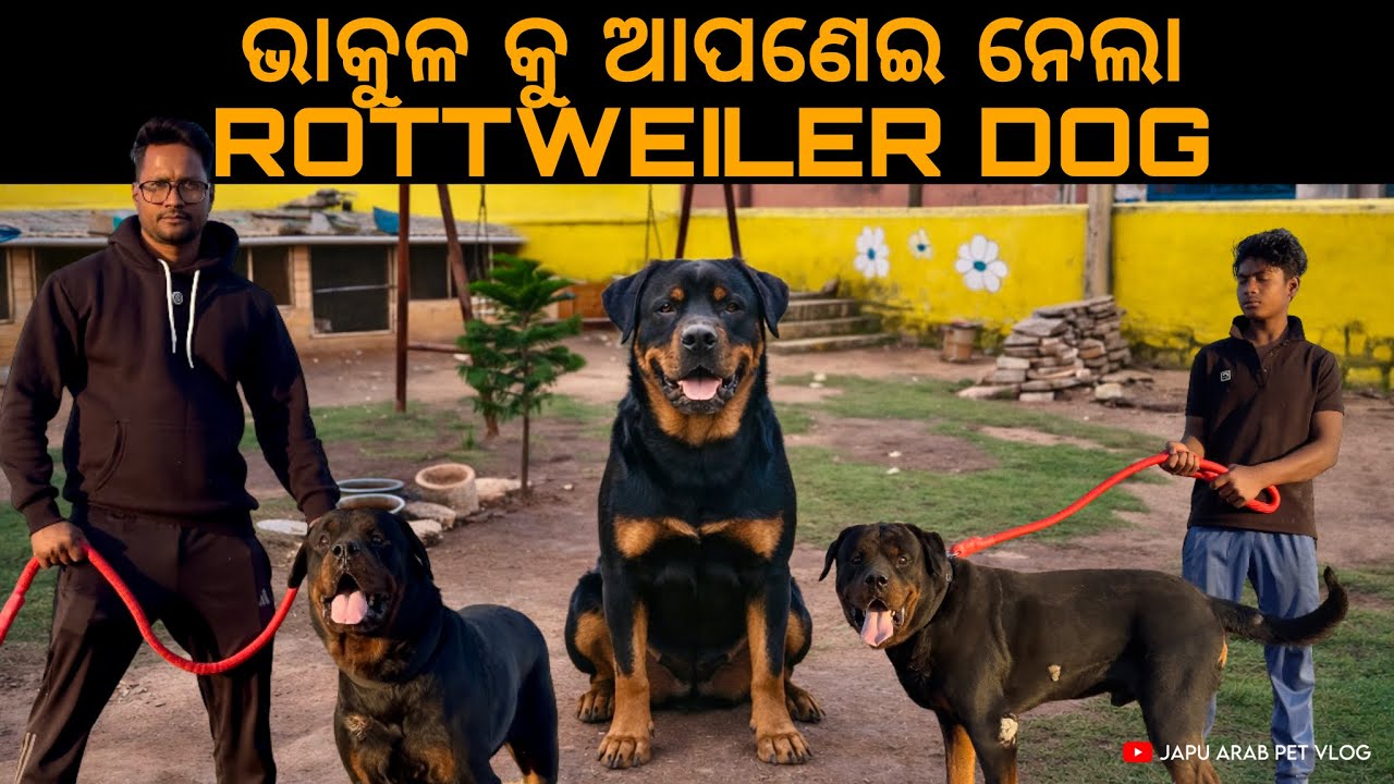 ଭାକୁଳ କୁ ଆପଣେଇ ନେଲା ROTTWEILER DOG || FINALLY TIKE ଖୁସି ଲାଗିଲା 😍 || 