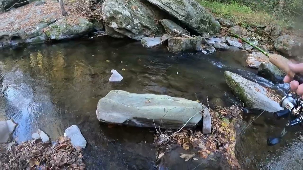 Aunt Purl in action on Helton Creek in Grayson County, Virginia last week.
