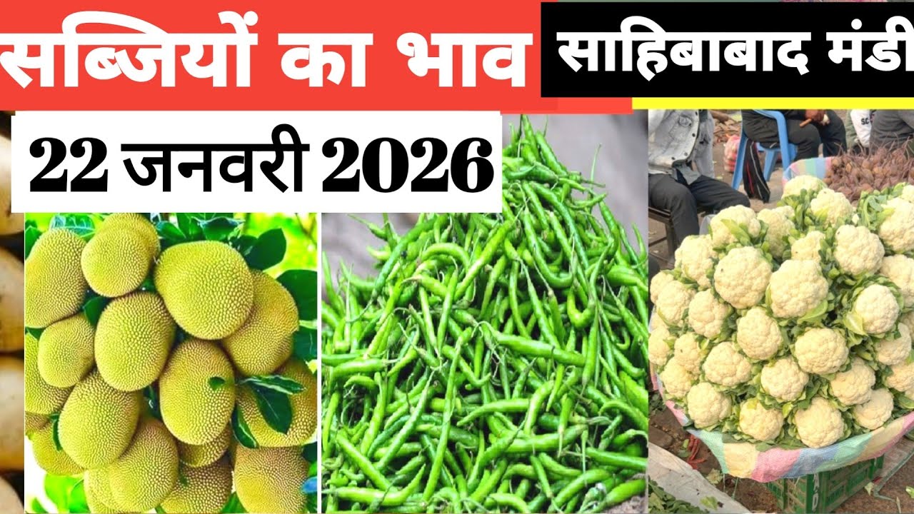 22 January 2026 🥬🫑 🥦 सब्जियों का भाव साहिबाबाद मंडी | today vegitables rates #mandirates #mandi 