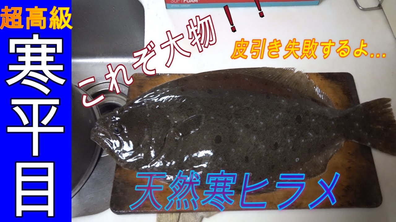 【超高級天然寒平目】を捌いて、失敗して、薄造りと丼で飲む！