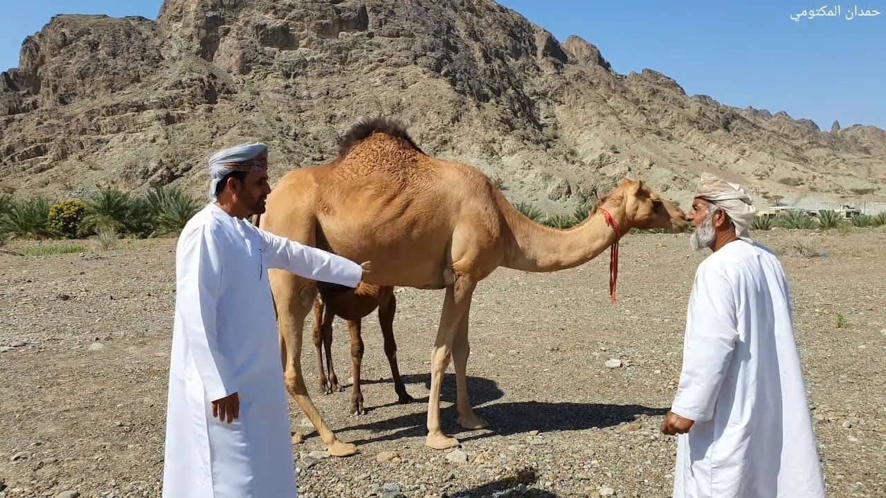 مزرعة الحاج خميس بن محمد العيسائي الوقبة الجزء الثاني